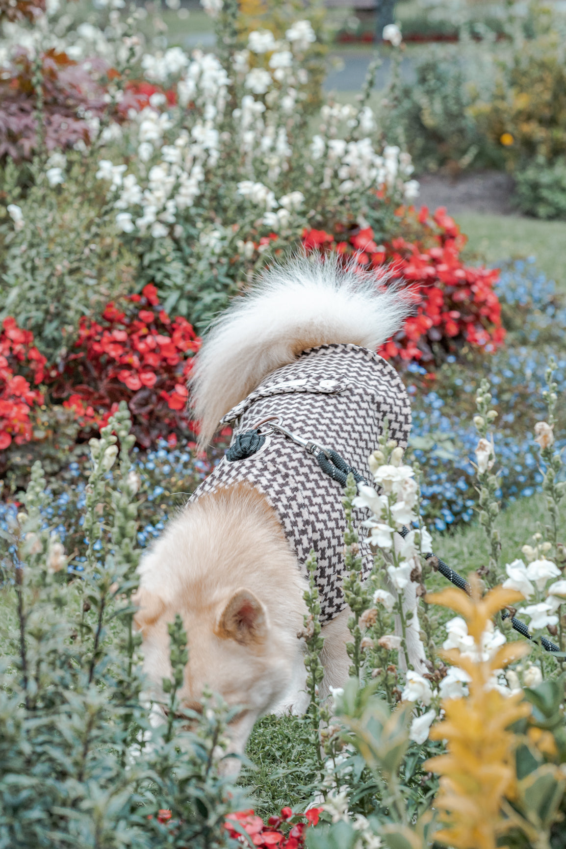 Dog Tooth Dog Coat