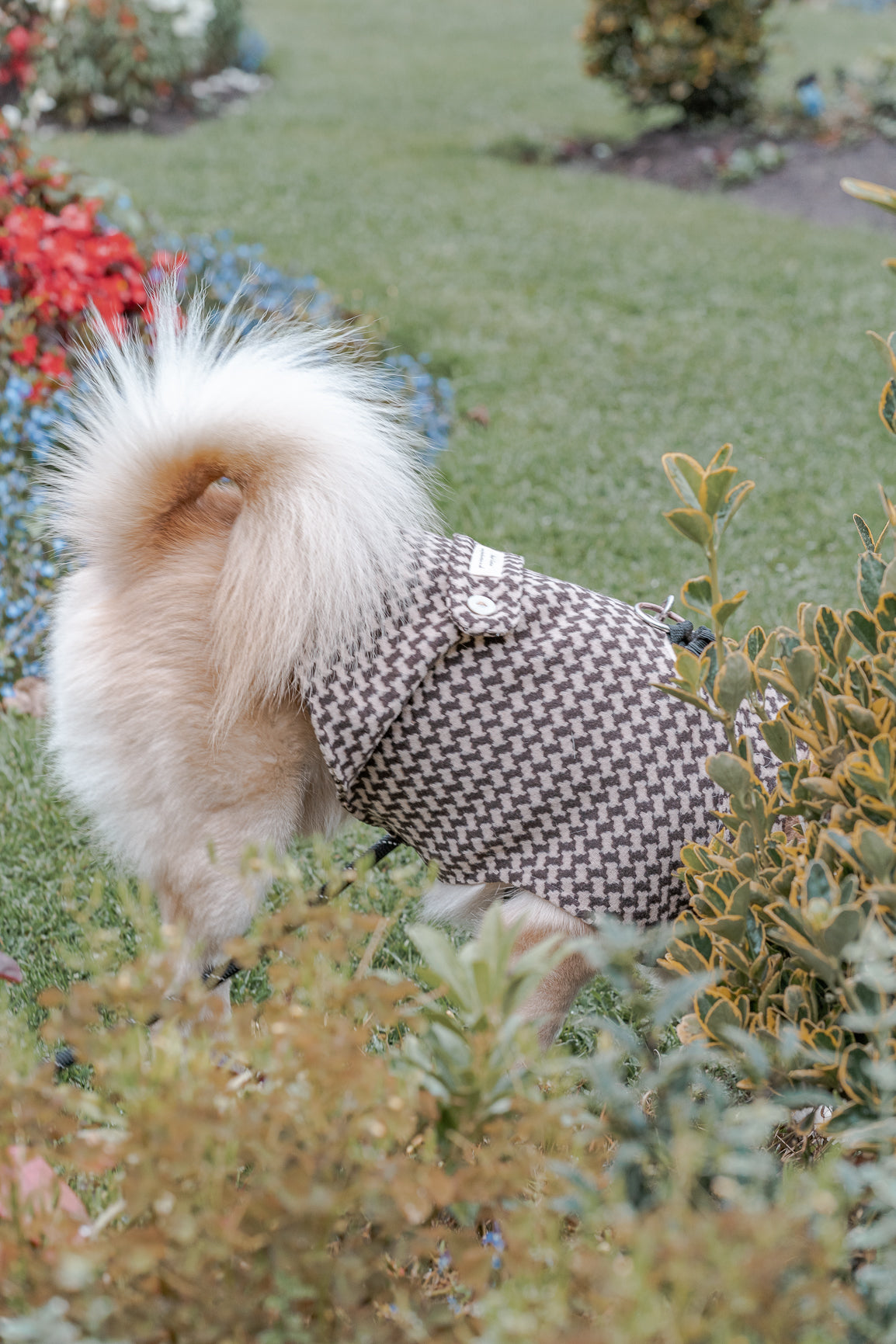 Dog Tooth Dog Coat