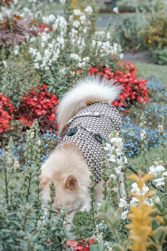 Dog Tooth Dog Coat