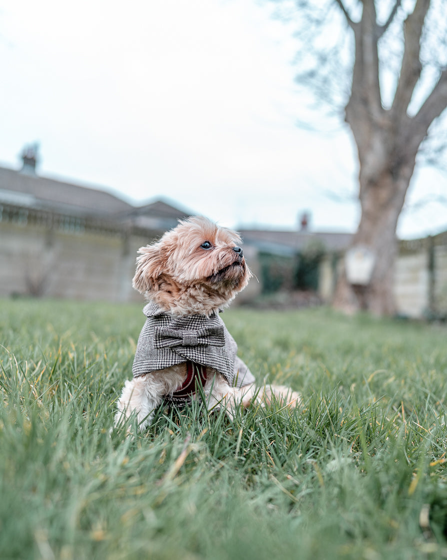 English Handcrafted Wool dogs coat